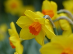 FZ012864 Daffodil.jpg